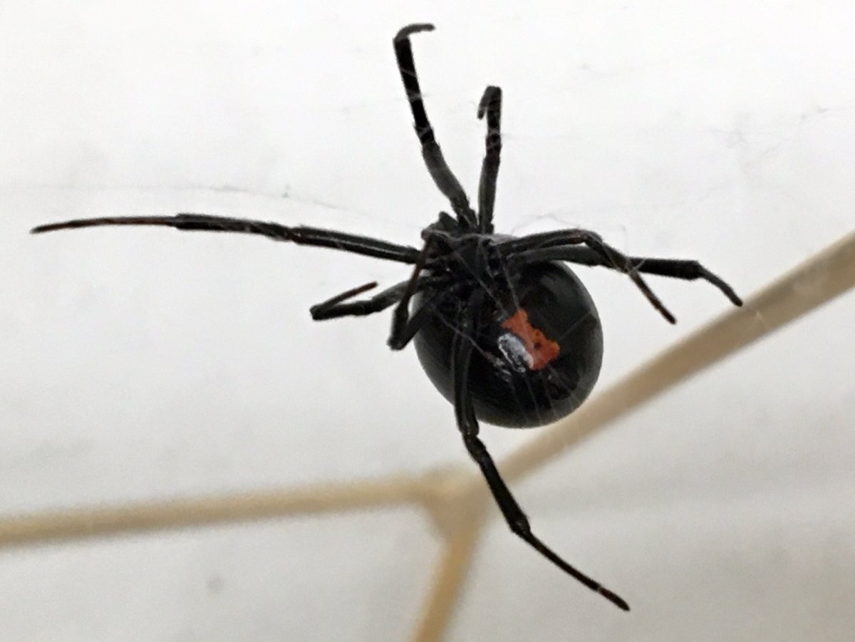 Black widows are the only deadly spider in B.C., but they rarely bite. 