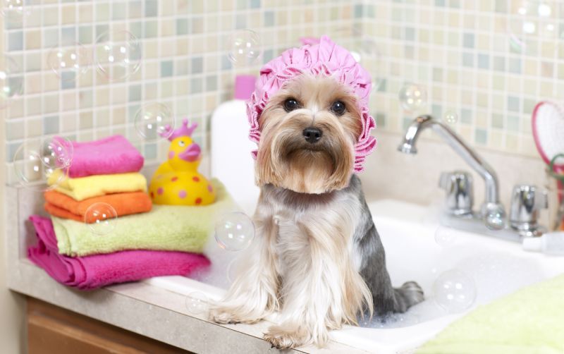 Hamilton among Canadian cities with Most Pampered Pets, according to Amazon.ca.
