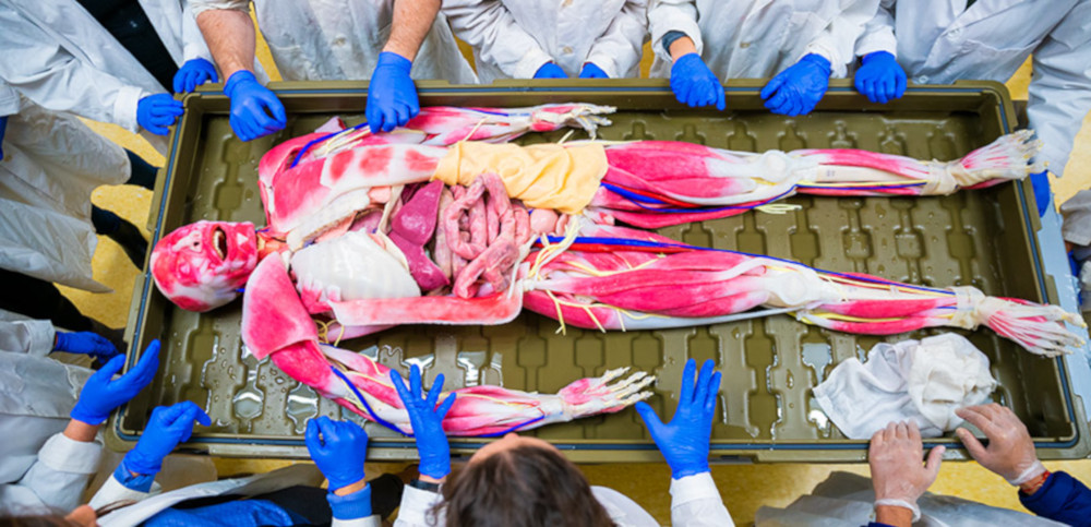 One of two synthetic humans which the .