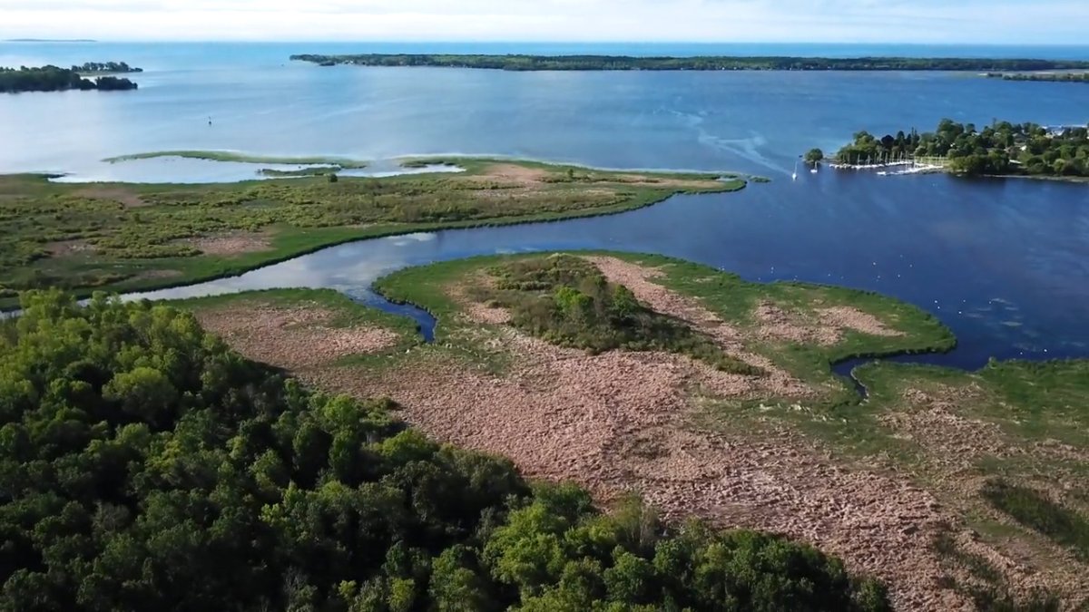 Large section of Lake Ontario coastal wetland in Brighton now protected - image