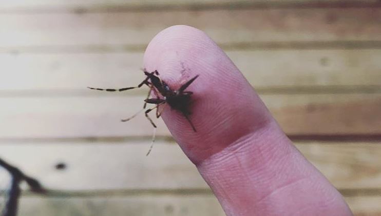 Resident in North Carolina say massive mosquitoes are buzzing around after Hurricane Florence. 