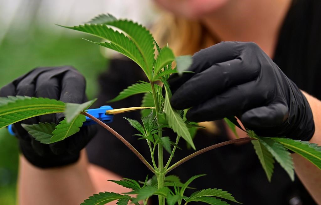 FILE - In this Sept. 20, 2018, file photo, an employee at a medical marijuana cultivator works on topping a marijuana plant, in Eastlake, Ohio. Voters in Missouri have three competing proposals on the ballot dealing with medical marijuana in the November election. Two would amend the Missouri Constitution; the other would simply change state law. (AP Photo/David Dermer, File).