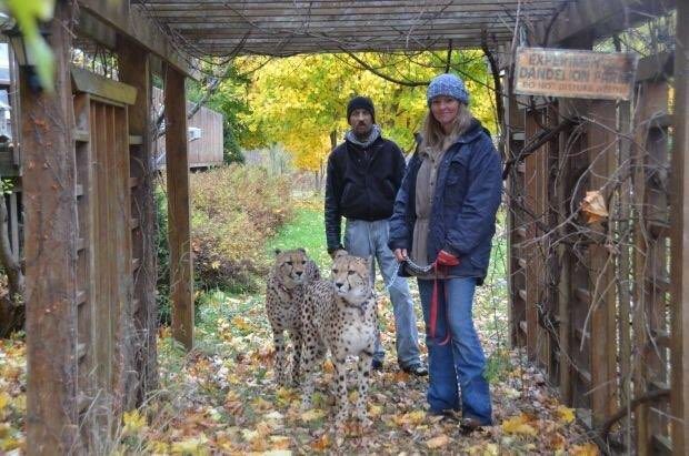 Earl Pfeifer and Carol Plato with their two cheetahs. A panel has ruled the couple cannot take the animals to a southeastern B.C. property as "educational" animals.