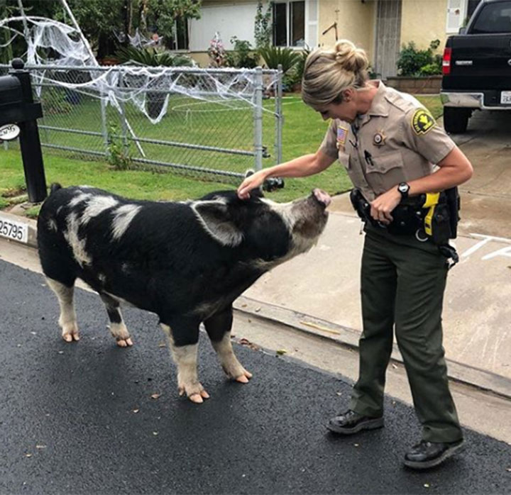 Cops use Doritos to lure an escaped pig 'the size of a mini horse' back  home - National | Globalnews.ca