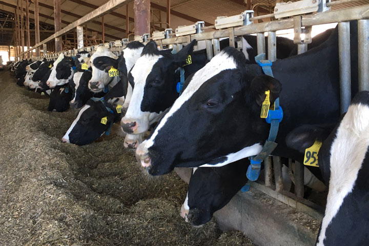 Dairy farmers say the price of their milk plummet almost overnight as other countries responded to Donald Trump’s tariffs with tariffs of their own. Jackson Prokow/Global News