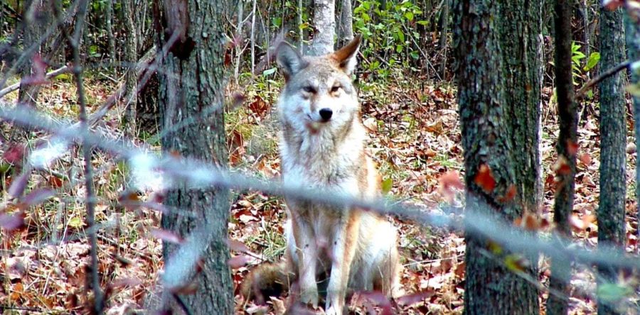 Pet owners are being reminded to keep their dogs on leash with wildlife sightings becoming a regular occurrence in Regina.