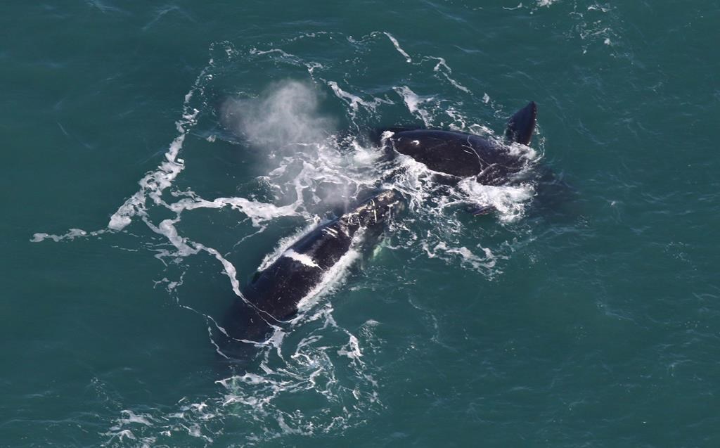 Right whales are shown in a a Center for Coastal Studies handout photo.