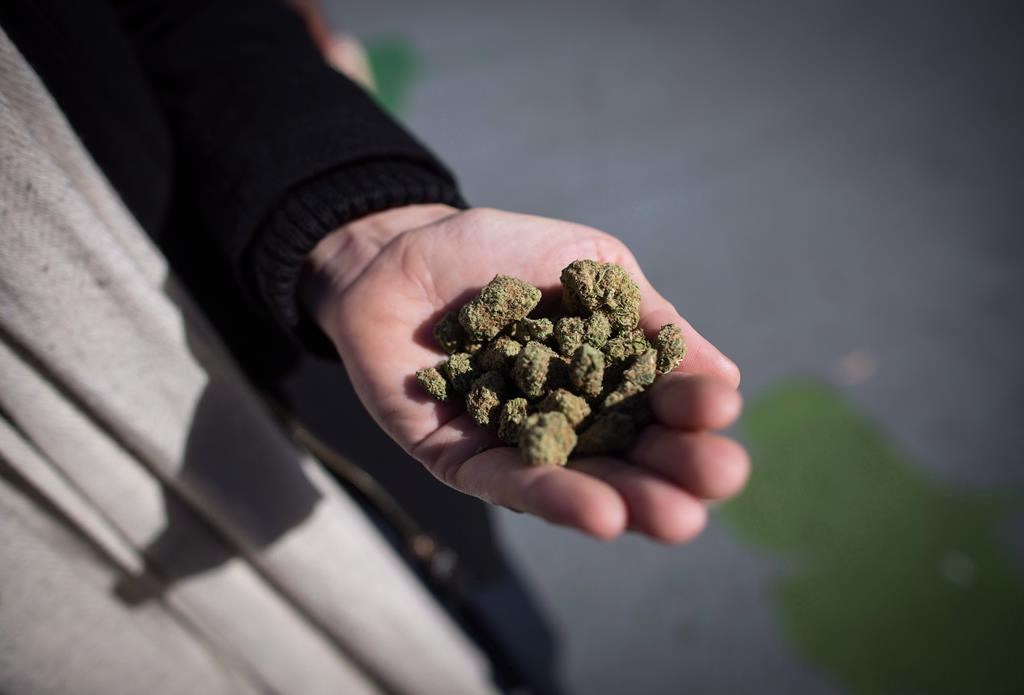A man holds a handful of dried marijuana flowers on the day recreational cannabis became legal, in Vancouver, on Wednesday, October 17, 2018. The Canadian Press placed 13 online orders on the afternoon of Oct. 17 of the cheapest available gram of dried flower in each province and territory available across the country - and three have still yet to arrive more than one week later. THE CANADIAN PRESS/Darryl Dyck.