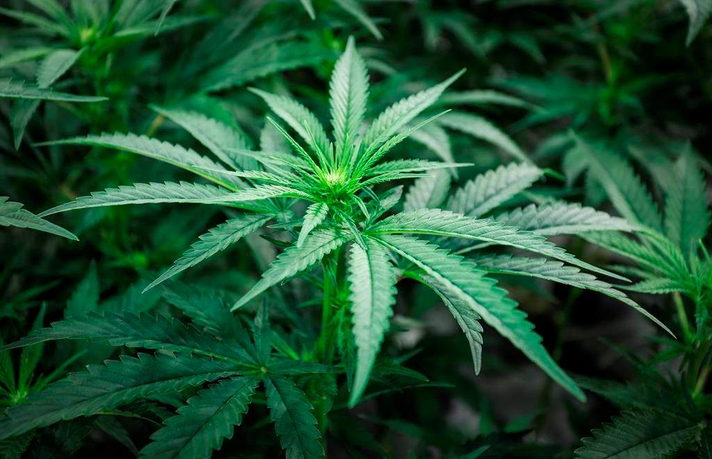 Marijuana plants are shown at a cultivation facility in Olds, Alta., Wednesday, Oct. 10, 2018. As the arrival of legal cannabis looms, school boards across Ontario are grappling with how to discuss the drug with underage students barred from consuming it while ensuring rules and policies reflect the province's new legal and social reality.