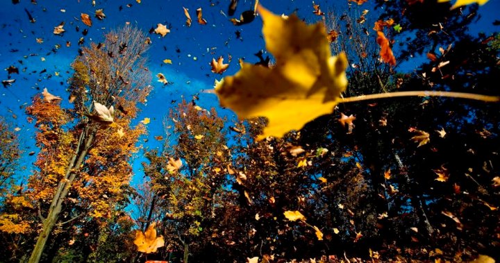 Conservancy Canada: Reasons to not rake your leaves this fall
