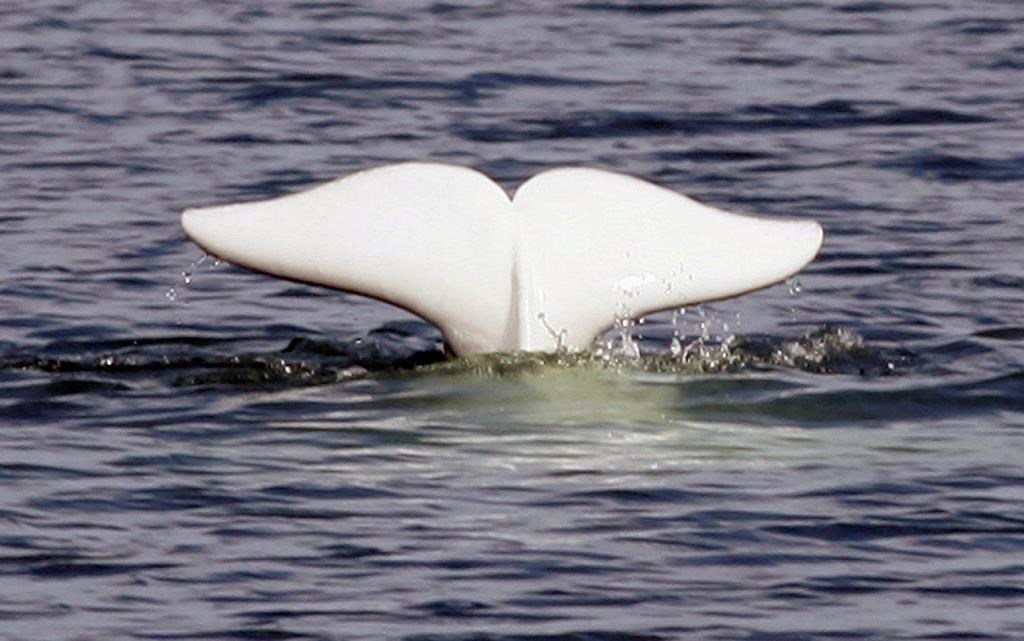 A beluga whale shows his tail in the St.Lawrence River near Tadoussac Que., Monday, July 24, 2006. Researchers say belugas in the St. Lawrence River that are already dealing with a host of problems infiltrating their ecosystem have yet another parasite to contend with ??? this one likely helped along by the common house cat. Monday, Oct. 185, 2018.