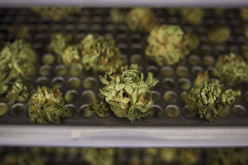 Cannabis buds lay along a drying rack at the CannTrust Niagara Greenhouse Facility in Fenwick, Ont., on Tuesday, June 26, 2018. The Ontario Cannabis Store says it has received about 100,000 online orders in the first 24 hours that marijuana was legal in Canada. THE CANADIAN PRESS/ Tijana Martin.