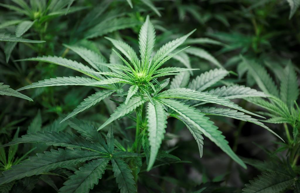 Guelph Police remind the public to be cautious with cannabis - image