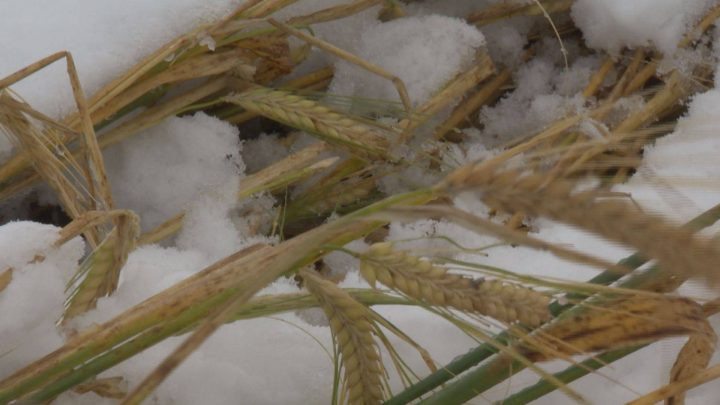 Cool and wet weather slowed harvest in most of Saskatchewan, and created a standstill in the northwest due to heavy snow.