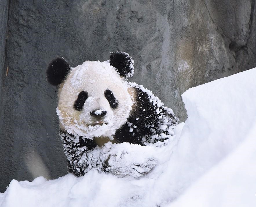 Panda cub Panpan frolics in the snow at the Calgary Zoo on Tuesday, Oct. 2 2018.