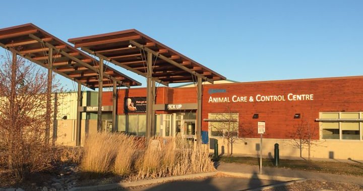 Edmonton Animal Care & Control pauses intake of healthy animals
