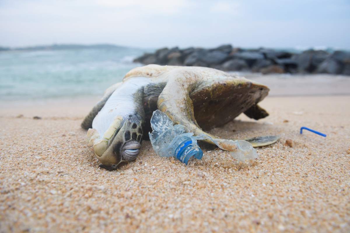 Dead turtle among plastic garbage from ocean on the beach.