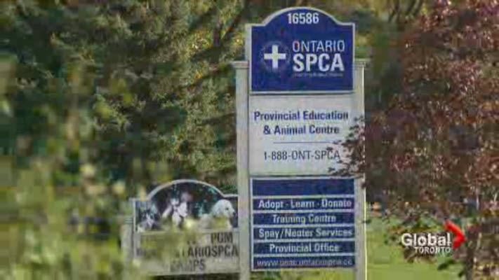 The OSPCA said it has for years operated its enforcement arm at a significant financial loss and had to balance the books by pulling from its donor dollars that it uses to fund its other operations, which include shelters and rescue programs. The OSPCA said that will stop by 2019.