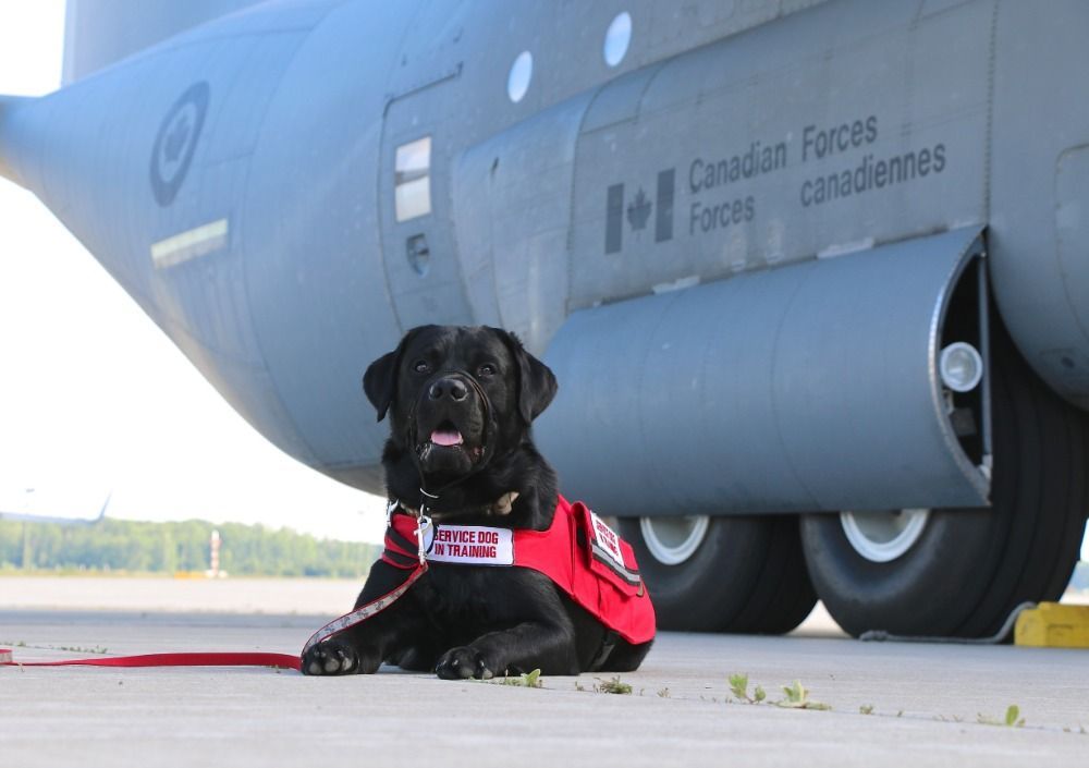 Herc, a service dog at the Trenton Military Family Resource Centre, requires surgery.