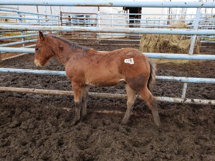 A horse at the Vold Jones & Vold (VJV) Beaverlodge auction on Oct. 13.
