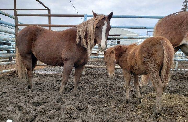 Horses at the Vold Jones & Vold (VJV) Beaverlodge auction on Oct. 13.