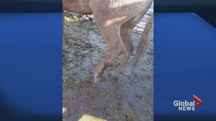 A horse with a bloody leg the Vold Jones & Vold (VJV) Beaverlodge auction on Oct. 13. The auction said the animal was taken home by an employee and treated by a vet.