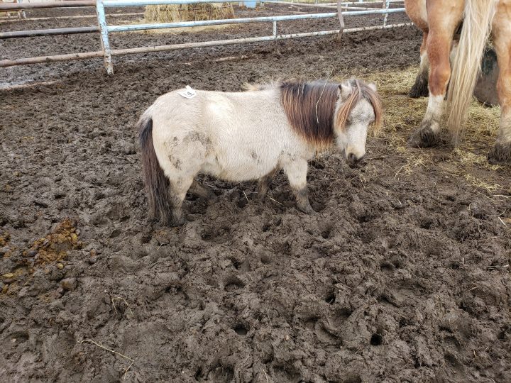 A horse at the Vold Jones & Vold (VJV) Beaverlodge auction on Oct. 13.
