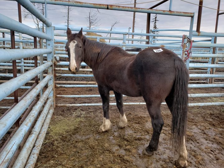 A horse with its eye bulging out of its socket at the Vold Jones & Vold (VJV) Beaverlodge auction on Oct. 13. Humanity for Horses bid on and won the animal and sent it to a rescue farm on Vancouver Island.