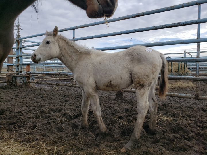 Horses at the Vold Jones & Vold (VJV) Beaverlodge auction on Oct. 13.
