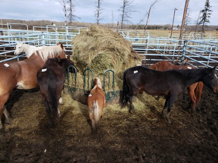 Horses at the Vold Jones & Vold (VJV) Beaverlodge auction on Oct. 13. The third horse from the left had its eye bulging out of its socket. Humanity for Horses bid on and won the animal and sent it to a rescue farm on Vancouver Island.