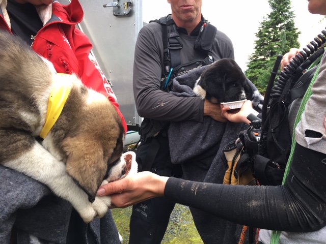 Search-and-rescue volunteers feed the rescued puppies.