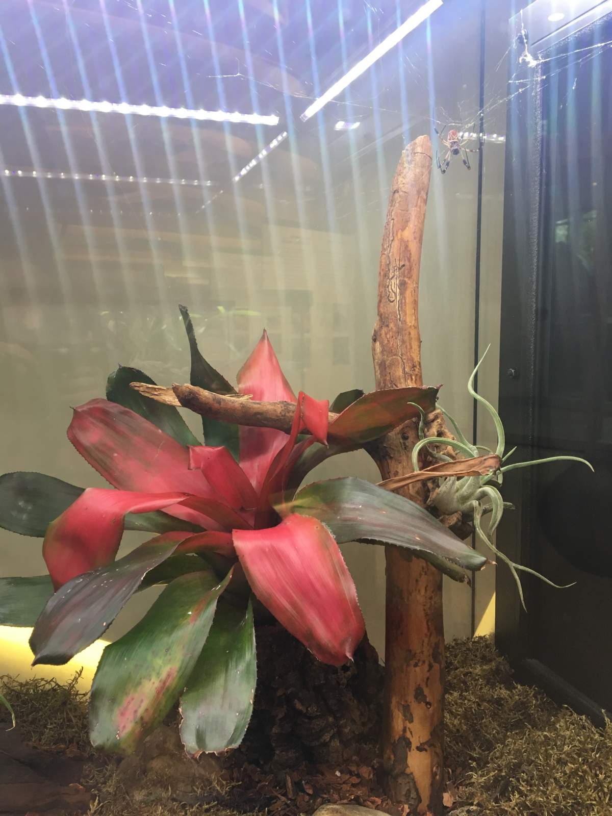 A golden silk orb weaver inside the Bug Gallery at the Royal Alberta Museum in Edmonton.
