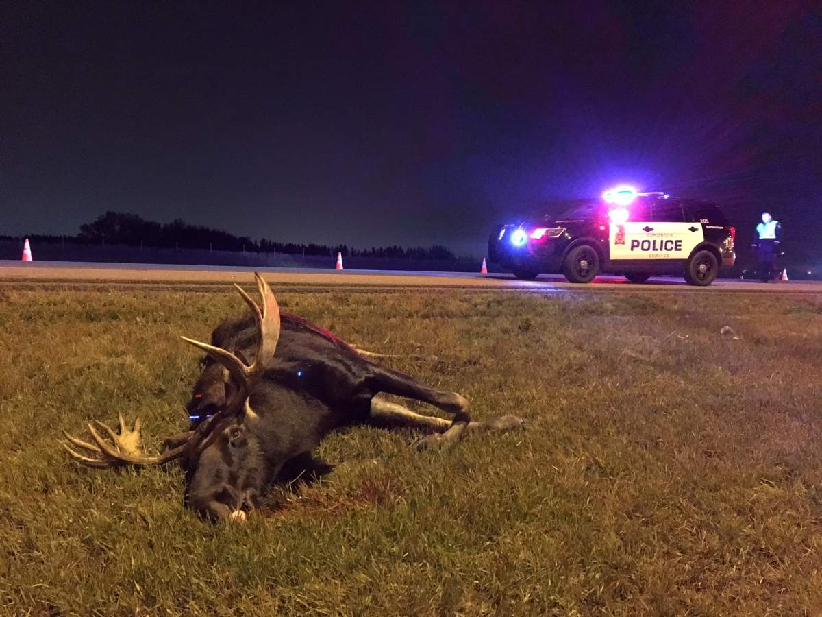 A fatal collision between a car and a moose happened Monday morning on Anthony Henday Drive near 17 Street in southeast Edmonton. October 1, 2018.