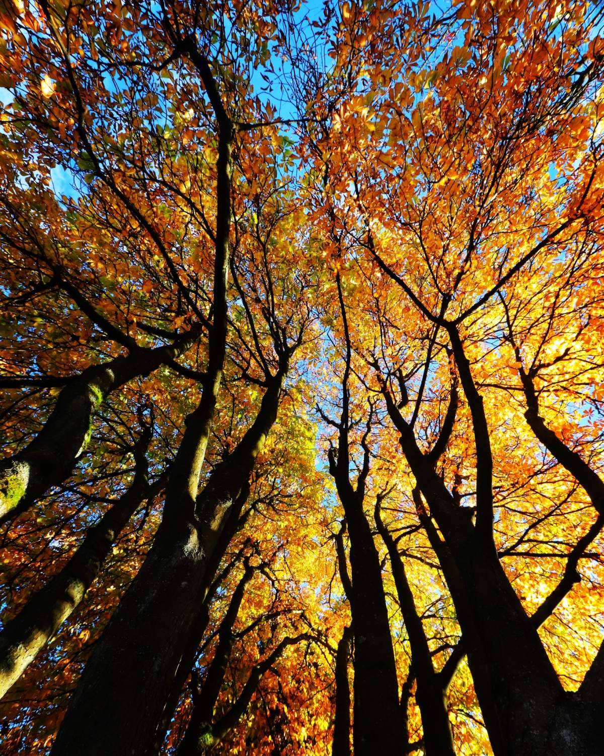 Kelly Borges submitted these golden beauties.