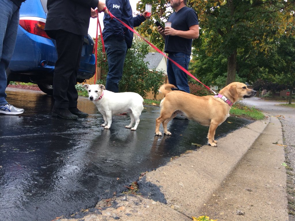 Two family dogs, Beau (left) and Piper (right) were confirmed safe by London fire crews after Monday morning’s blaze.