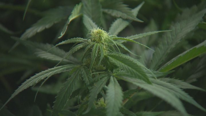 Canadians in all provinces except Manitoba and Quebec will be allowed up to four cannabis plants per household.
