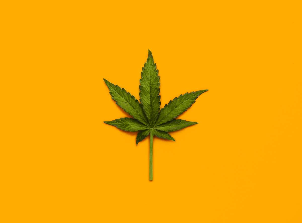 Western University research team is solving why psychological experiences of marijuana may be different between individuals.