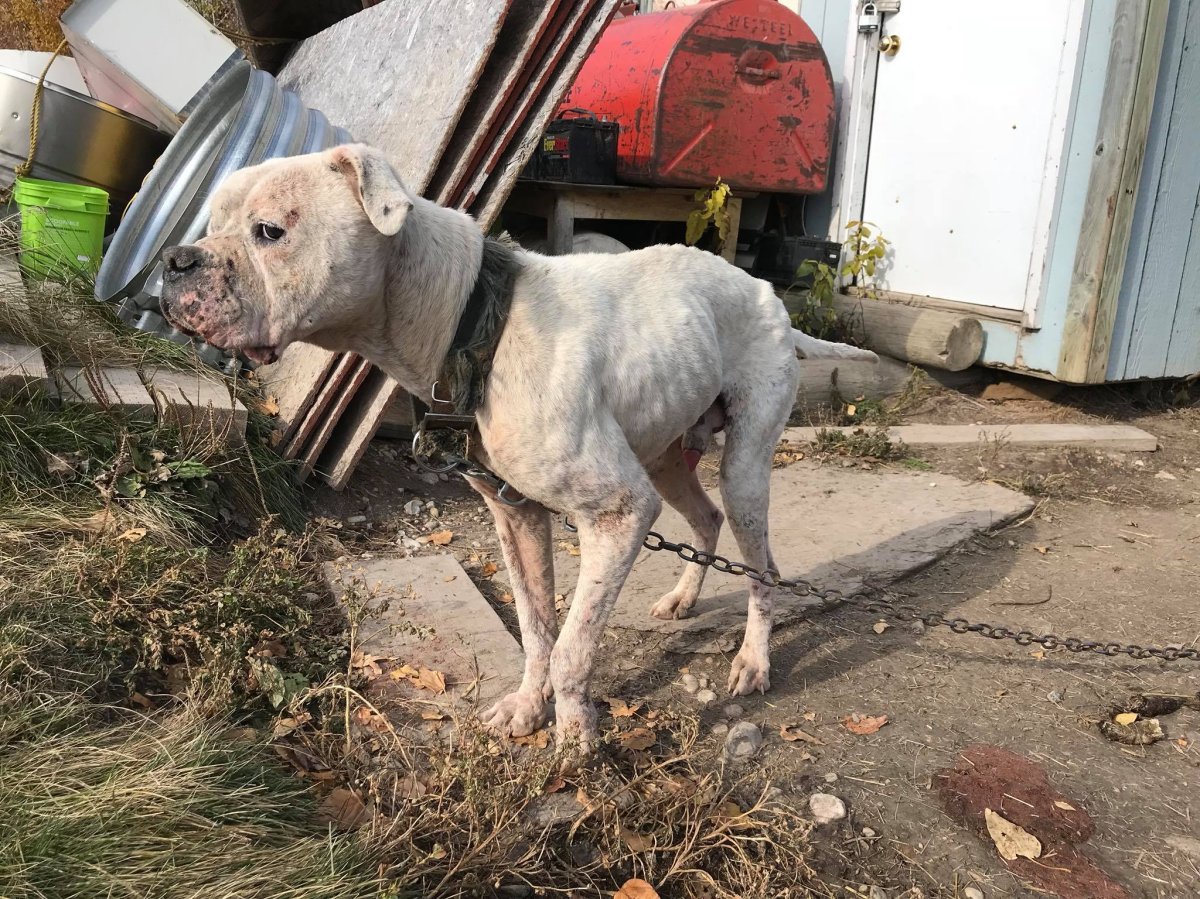 Severely abused dog rescued from remote community - Winnipeg 
