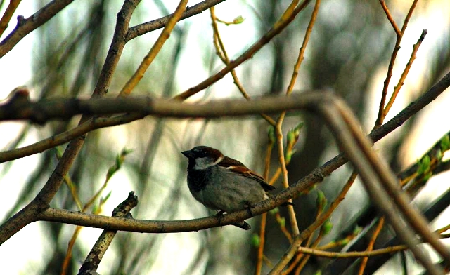 Fermented berries can be intoxicating for birds.