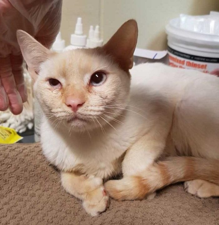 UPDATE Overwhelmed with cats, Penticton SPCA temporarily closes its