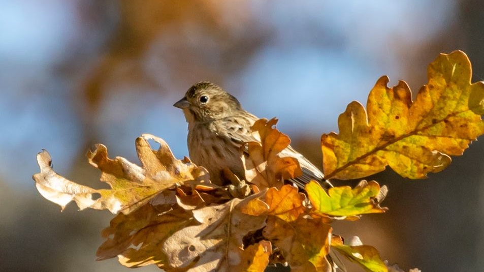 The rare pine bunting has never been sighted south of Alaska in North America. 