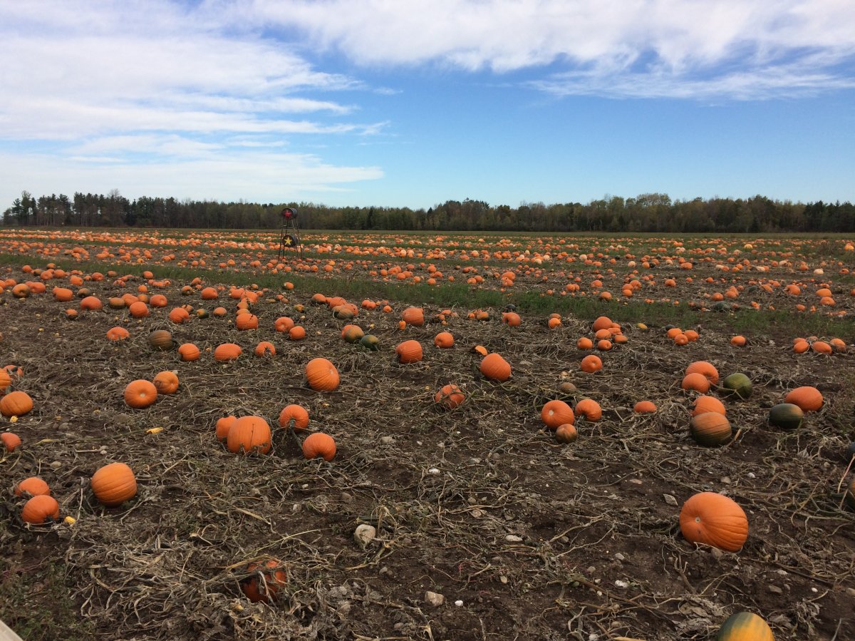 Here is a list of family-friendly Halloween events in the Simcoe County area.