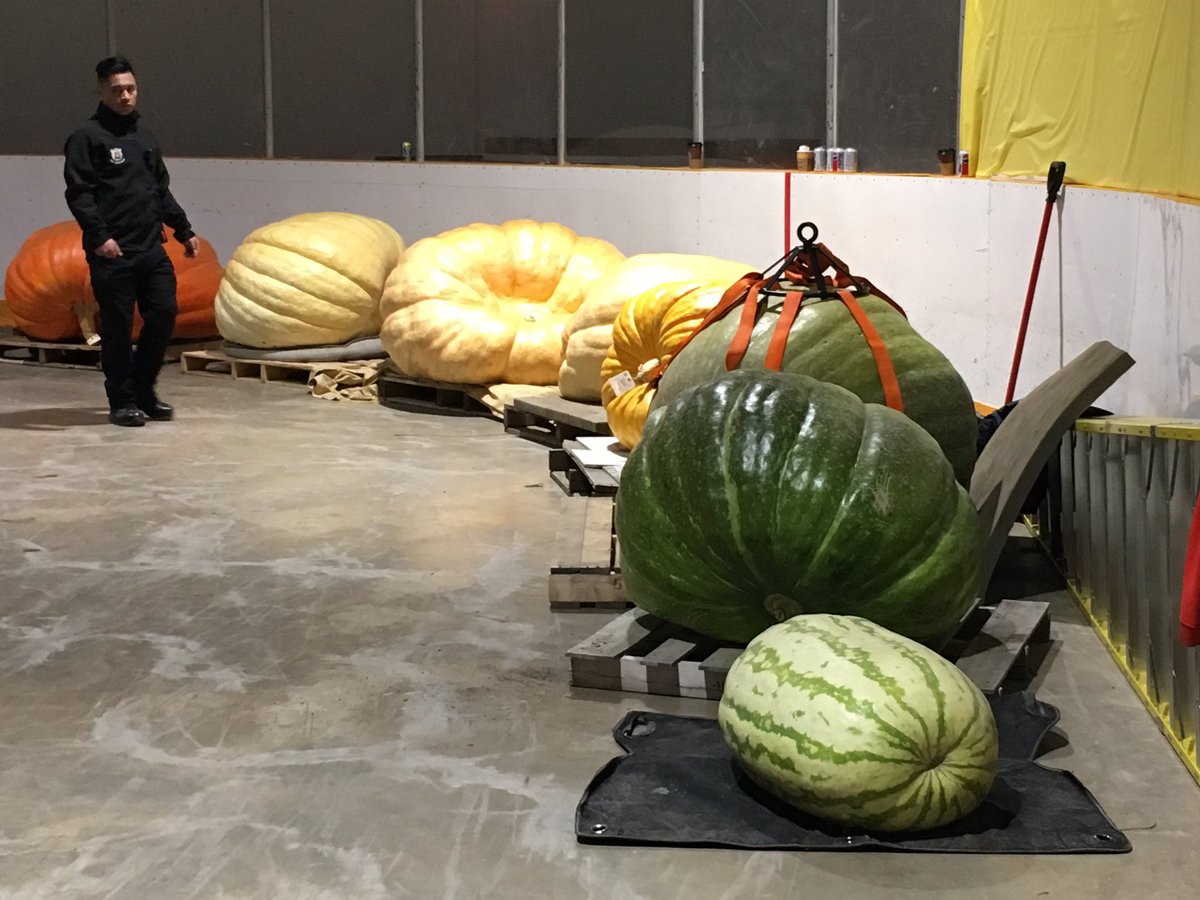 In Photos Giant pumpkins tip the scales once again in Smoky Lake