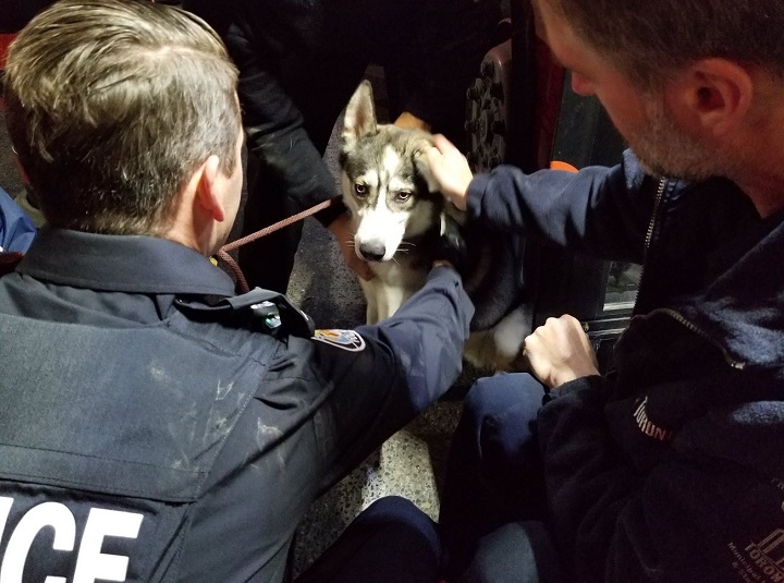 Toronto police, TTC employees, and animal services work together to help rescue a dog after he was struck by a vehicle.