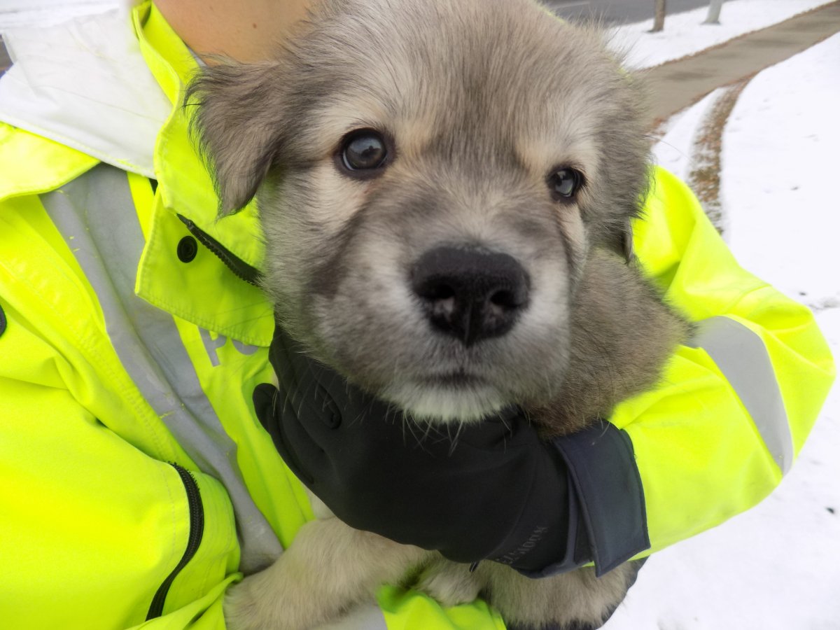 St. Albert RCMP are looking to reunite a puppy with its family, after it was found in a stolen vehicle that was being used to rob several homes. 