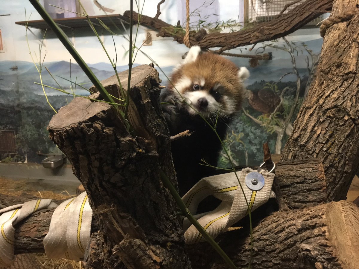 The Winnipeg Assiniboine Park Zoo has announced the decision of the red panda.