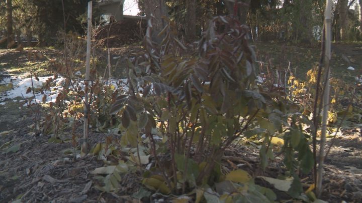 A Calgary group is doing a “river makeover” using plants to protect water quality and save river properties from erosion.