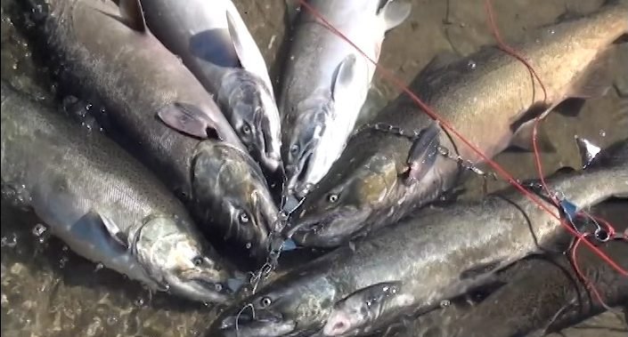 Wild Salmon - Northumberland Seafood