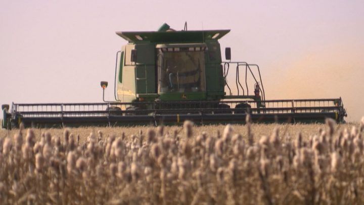 Saskatchewan Agriculture said another week of warm weather is needed for most producers to wrap up harvest.