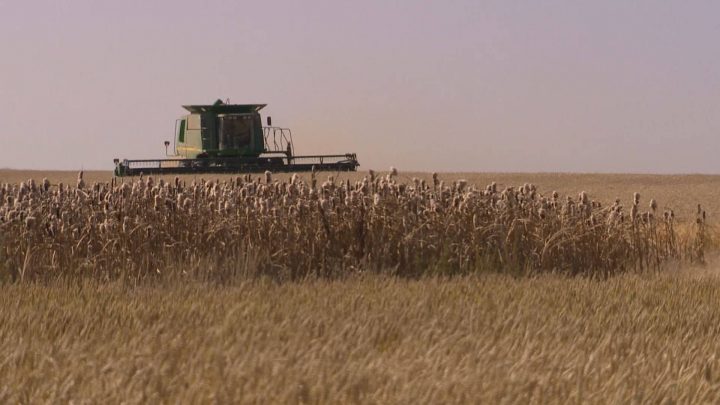 Most of the province received very little to no rainfall over the past week, allowing producers time to harvest. Harvest is most advanced in the southwest region, where 93 per cent of the crop is in the bin. 